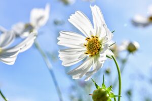 認知症患者さん106人で研究の結果、「抑肝散」は4週間で妄想、幻覚、興奮、攻撃性、徘徊、不安、過敏性などを治療できます!