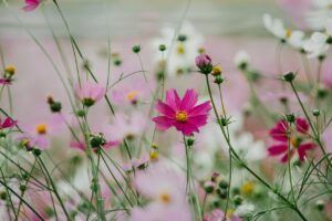 認知症患者さん106人で研究の結果、「抑肝散」は4週間で妄想、幻覚、興奮、攻撃性、徘徊、不安、過敏性などを治療できます!