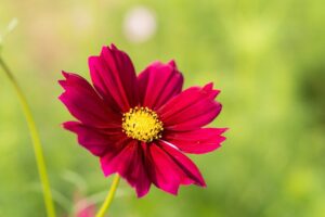 認知症患者さん106人で研究の結果、「抑肝散」は4週間で妄想、幻覚、興奮、攻撃性、徘徊、不安、過敏性などを治療できます!