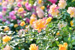 認知症の行動・心理症状(BPSD)を悪化させないために、プライドを傷つけない・責めない・ユーモアを忘れずに！