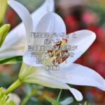 「妻に男がいる」と暴れる認知症の嫉妬妄想が、完治できた実例を紹介します！(前編)