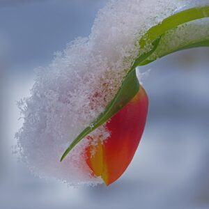 軽度認知障害(MCI)と判明した今がチャンス！健常に戻るための対策・方法をご紹介します！(第2回)