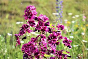 5人に1人は認知症になるらしいから、認知症疾患医療センターで検査を受けよう！(2/3)