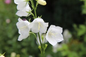 5人に1人は認知症になるらしいから、認知症疾患医療センターで検査を受けよう！(2/3)