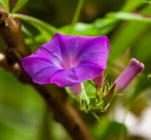 5人に1人は認知症になるらしいから、認知症疾患医療センターで検査を受けよう!(1/3)