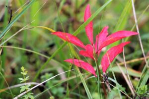5人に1人は認知症になるらしいから、認知症疾患医療センターで検査を受けよう！(2/3)