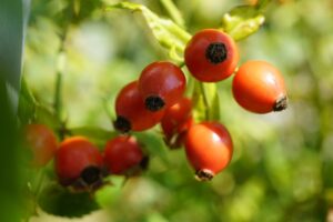 5人に1人は認知症になるらしいから、認知症疾患医療センターで検査を受けよう！(3/3)