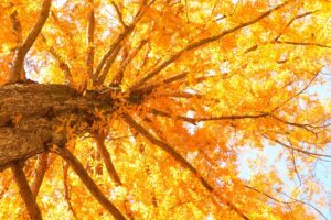 5人に1人は認知症になるらしいから、認知症疾患医療センターで検査を受けよう！(続)(2/7)