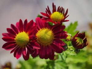 5人に1人は認知症になるらしいから、認知症疾患医療センターで検査を受けよう！(3/3)