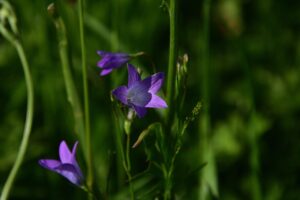 5人に1人は認知症になるらしいから、認知症疾患医療センターで検査を受けよう！(3/3)