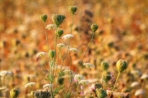 5人に1人は認知症になるらしいから、認知症疾患医療センターで検査を受けよう！(3/3)