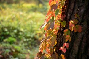 シニアは「うつ病」にも罹りやすいお年頃だから、「高齢者うつ」を解説します(前編)