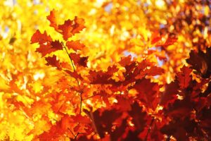 シニアは「うつ病」にも罹りやすいお年頃だから、「高齢者うつ」を解説します(前編)