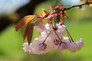 苦しんでいる介護者と怯えてるお年寄りがより良く暮らせる方法を探すために、地域包括支援センターに相談しましょう！(中編)