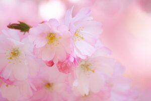 苦しんでいる介護者と怯えてるお年寄りがより良く暮らせる方法を探すために、地域包括支援センターに相談しましょう！(前編)