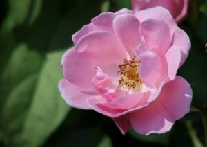 ご両親はお薬を指示通りに服用できていますか?お困りなら、薬剤師訪問サービスがあります!