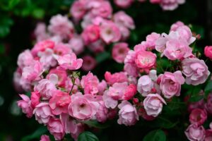 ご両親はお薬を指示通りに服用できていますか?お困りなら、薬剤師訪問サービスがあります!