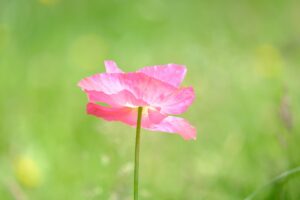 トイレの失敗が増えてしまったら泌尿器科かウロギネを受診して、尿とりパッドや紙パンツを試してみませんか？(後編)