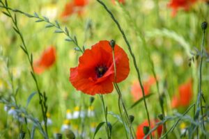 トイレの失敗が増えてしまったら泌尿器科かウロギネを受診して、尿とりパッドや紙パンツを試してみませんか？(後編)