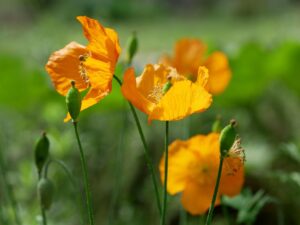 トイレの失敗が増えてしまったら泌尿器科かウロギネを受診して、尿とりパッドや紙パンツを試してみませんか？(後編)