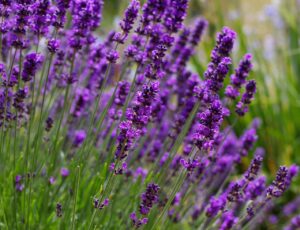 高たんぱく・高カロリーで、柔らかくむせにくい、食欲不振気味のシニアへお勧め献立1週間分をご紹介!(1/3)