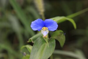 高たんぱく・高カロリーで、柔らかくむせにくい、食欲不振気味のシニアへお勧め献立1週間分をご紹介!(1/3)