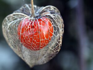 高たんぱく・高カロリーで、柔らかくむせにくい、食欲不振気味のシニアへお勧め献立1週間分をご紹介!(2/3)