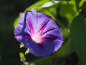 熱中症だけじゃない、シニアがこうむる猛暑による健康リスクと対策6つをご紹介！