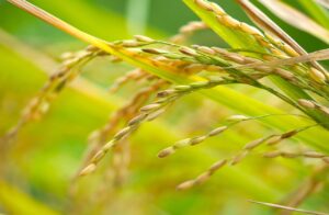 水分補給も出来るおやつと、まとめて作って冷凍できるおかずを活用した秋を感じる1週間分の献立