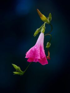 熱中症だけじゃない、シニアがこうむる猛暑による健康リスクと対策6つをご紹介！