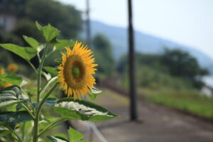 熱中症だけじゃない、シニアがこうむる猛暑による健康リスクと対策6つをご紹介！