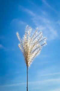 70代で立ち上がりが辛い原因は筋力低下ー自宅でできる安全トレーニングと転倒予防法