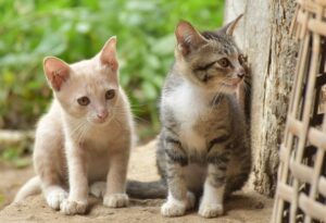 介護の精神的負担を減らすには？オンライン・ピアサポートの効果と活用法