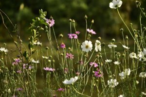 介護の精神的負担を減らすには？オンライン・ピアサポートの効果と活用法
