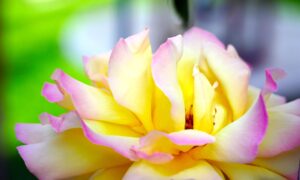 自宅介護の排泄介助を楽にする方法：身体と心の負担を軽減するポイント