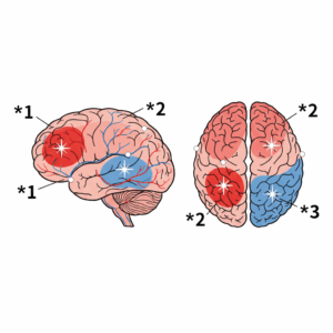 Gemini_脳卒中の構造図（脳出血やくも膜下出血が起こる小脳やクモ膜下腔をハイライト)