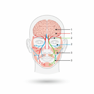 Gemini_三叉神経の支配領域の図